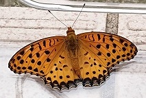 ツマグロヒョウモンのオス