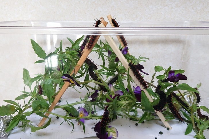 チョウの飼育まとめ チョウの飼育まとめ