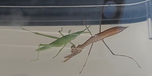G20200811_カマキリ0_t300