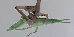 G20200811_カマキリ1_t300