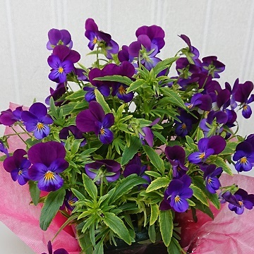 G20210515_ビオラ_t360