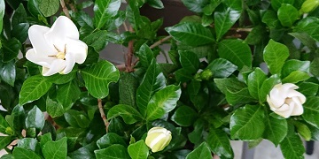 G20210518_くちなし_t360