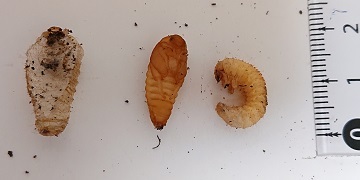 G20210601_甲虫の蛹_t360