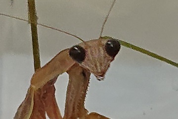 カマキリの目の色 カマキリの目の色
