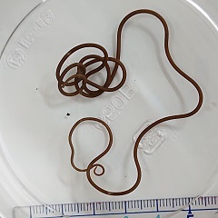 G20210904_ハリガネムシ_t240