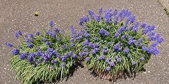 G20220410_ムスカリt240