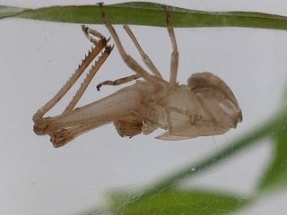 G20220717_抜け殻_t320