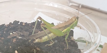 G20221013_イナゴ産卵2_t360