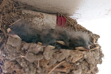 G20230517_ヒナ_t360