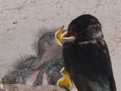 G20230519_ヒナ__t240