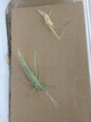 G20230723_S脱皮_t300