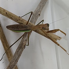 G20230904_2カマキリ_排出後_t240