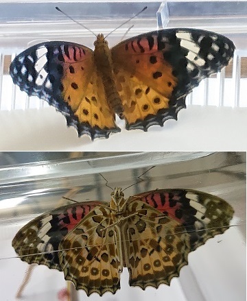 G20240601_メス両面_t360