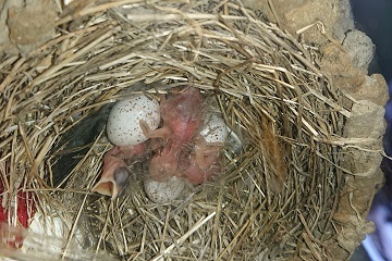 G20250504_孵化1_t360