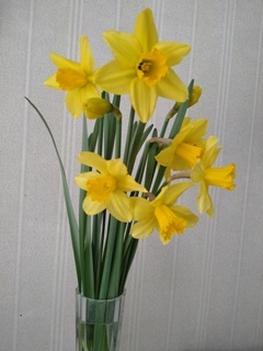 G20260327_daffodil_240