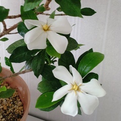 G20260519_gardenia_t240