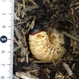 1_G20260403_カブトムシ_t270